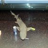 Photos: Clowning Around With A Dead Shark On The Subway